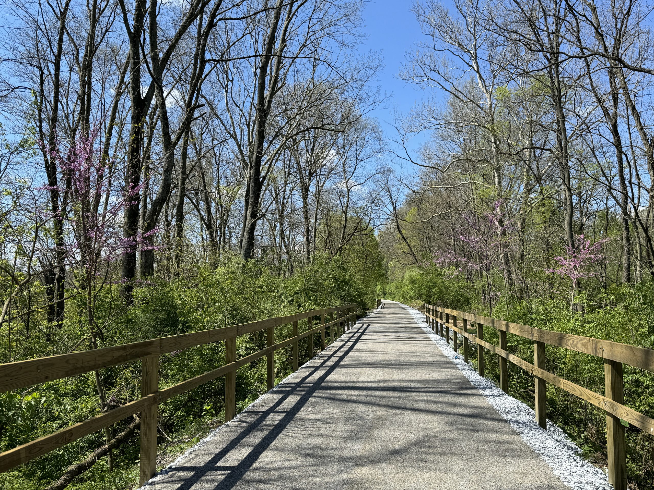 Eastern Redbud 1
