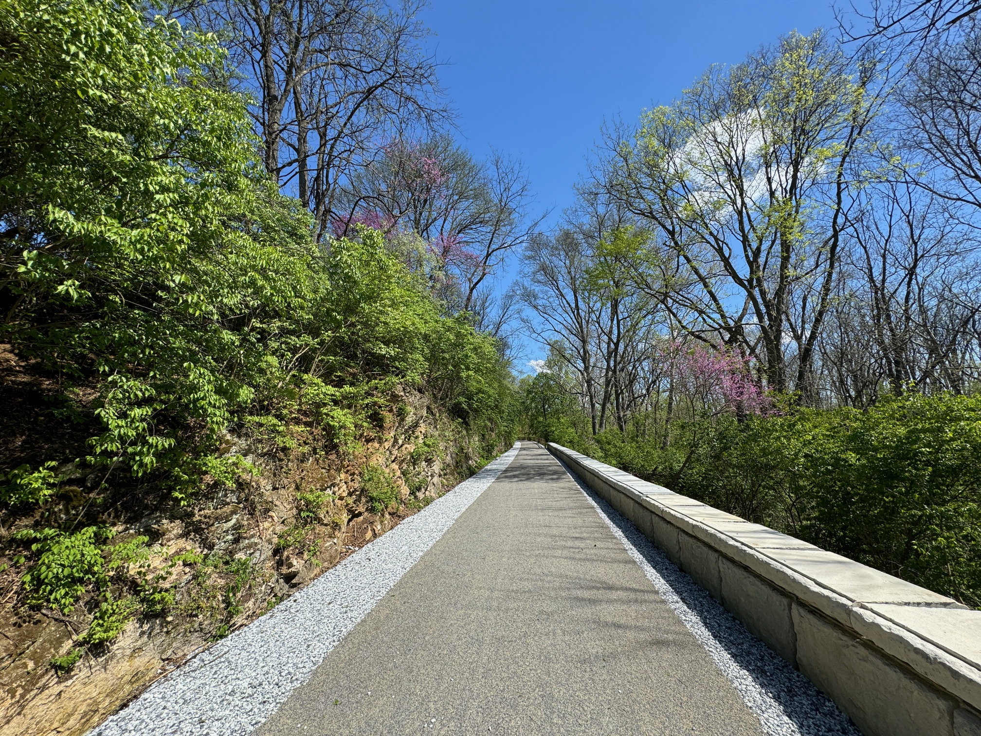 Redbud Facing East